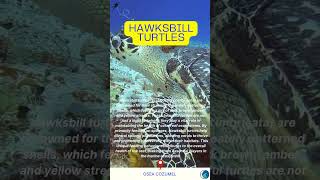 Hawksbill Turtles Guardians of Coral Reefs discoverscubadiving marinelife turtles scubadiving [upl. by Gniliem]