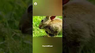 Stoat Hypnotizes Rabbit 🐇 shorts facts [upl. by Nawram]