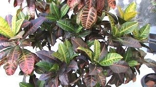 Croton  Plantas con hojas de colores [upl. by Atsillak208]