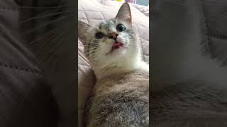 Kitties cute tongue kittie cat [upl. by Reiser226]