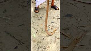 The man was able to catch the snake with binbasin rescue snake kingcobra [upl. by Yrroc]