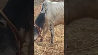 tamilsong music kollywood ஜல்லிக்கட்டு tamil song jallikattu [upl. by Schaaff]