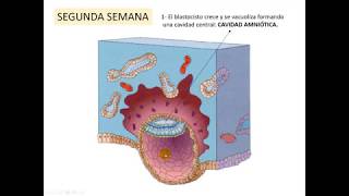 Ontogenia SNC 2 pptx [upl. by Iramo]