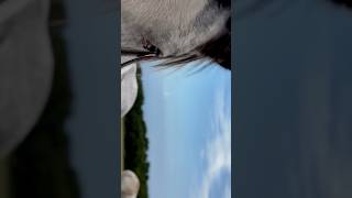 farrier horse horsecare farrierlife equestrian farriery fyp fypシ゚viral explore cute [upl. by Lusar]