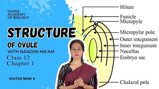 Structure of ovule Class 12th chapter 1 explained in detail by Nandini maam  Divine Academy [upl. by Other290]