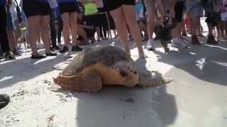 Sea Turtle Ice T Rehab and Release [upl. by Eves]