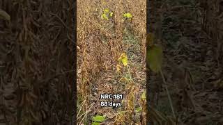 Nrc 181 soybean variety farming youtubeshorts youtube [upl. by Ness717]