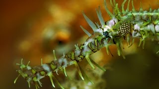 Sony a7S underwater macro footage 1080p internal recording Lembeh Straits A Macro Symphony [upl. by Airamzul]