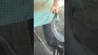 Technique of hardening knife blade shorts short diy shortvideo shortsvideo how [upl. by Harl867]