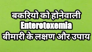 Enterotoxemia Disease in Goat Treatment ।। एंटरोटॉक्सिमिया बीमारी के लक्षण और उपाय [upl. by Lativa]