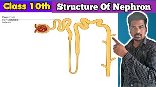 Structure Of Nephron  Nepron Structure  Nephron [upl. by Solberg852]