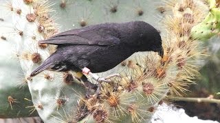 Darwin Finches Galapagos [upl. by Salomie]