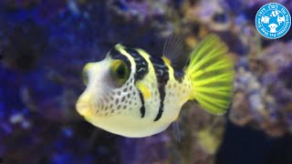 【チャーム】海水魚 シマキンチャクフグ Canthigaster valentini キンチャクフグ charm動画 [upl. by Ain]