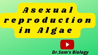 Asexual Reproduction in Algae [upl. by Siravat289]