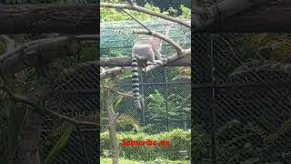 Lemur Ring tailed lemur Madagascar animals video [upl. by Anileme162]