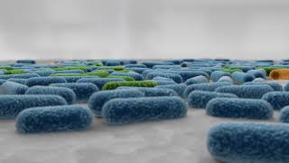 Bacterial animation food service [upl. by Noam]