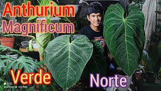 Antara Anthurium Magnificum Verde dan Norte tanamanhias anthurium vlog2021 [upl. by Noynek772]