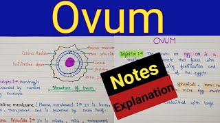 Structure of ovum  Structure of ovum class 12 biology  Structure of mature ovum [upl. by Launamme842]