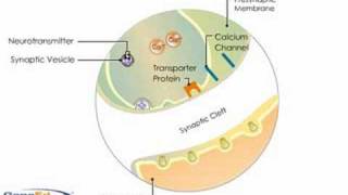 Synaptic Transmission [upl. by Ellinnet]