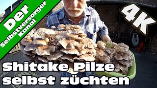 Shitake Pilze selbst züchten So habe ich es gemacht [upl. by Bathsheba887]