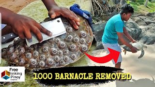 SATISFYING BARNACLE REMOVAL IN SEA TURTLE  Paano Tinangal ng Tao ang Barnacle sa Likod ng Pawikan [upl. by Aninaj300]