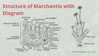 Structure and Distribution of Marchantia  External and Internal Morphology of Marchantia Thallus [upl. by Artek]