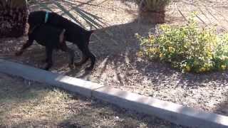 Doberman  European Doberman Pinscher Puppies  for sale [upl. by Auqenes]