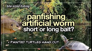 Fall Panfishing Artificial Bait Test Powerbait Worm or Reins Shaker [upl. by Mehs]