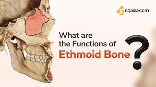 What are the Functions of Ethmoid Bone  Anatomy [upl. by Haropizt]