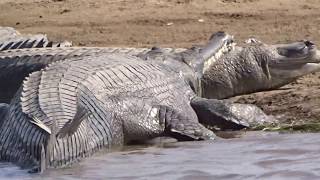 Gharials Chambal River Safari [upl. by Boyt]