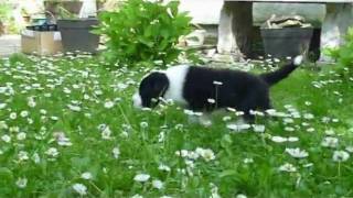 Bearded Collie puppiesDouble Scotch Kennel [upl. by Catrina117]