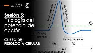 Fisiología del potencial de acción [upl. by Yraeg]