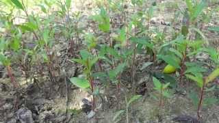 Eucalyptus Nursery Plants India [upl. by Eciram]