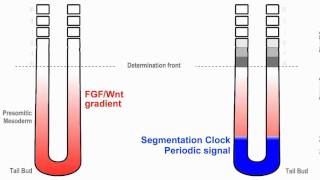 Clock and Wavefront Model for Vertebrate Segmentation [upl. by Levitt]