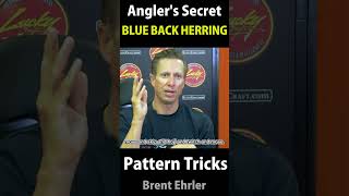 HERRING Pattern and Techniques  Fast Retreive【Anglers Secret 09 10 11】 [upl. by Dylane995]