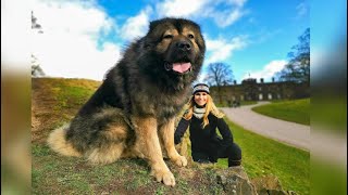 WOLF KILLER  THE LARGEST CAUCASIAN SHEPHERD OVCHARKA DOG IN THE UK [upl. by Yllib748]