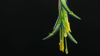 Billbergia nutans  Zimmerhafer  QueensTear [upl. by Juley]