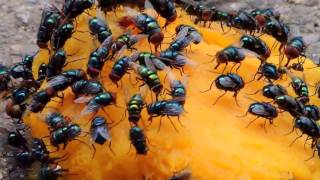 Insectos de Venezuela  Moscas de Barinas  Calliphoridae  Chrysomya megacephala [upl. by Ynohtona]