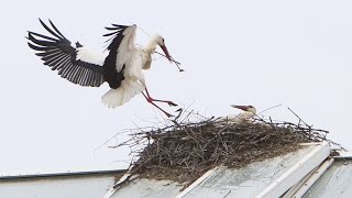 Les cigognes se royaument à Avenches [upl. by Barden649]