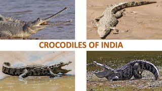 Crocodiles of India 🐊 🇮🇳  Reptiles  Indian Reptiles [upl. by Rand]