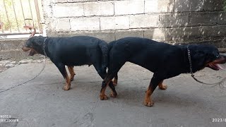 rottweiler dog mating process [upl. by Atsyrc]