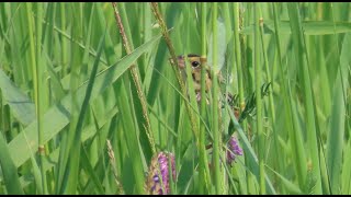 Henslows Sparrow Visits Historic Battlefield [upl. by Elurd923]