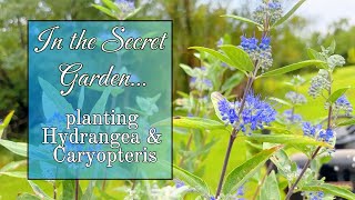 Planting Caryopteris dark knight amp hydrangea in the secret garden garden pollinators nature [upl. by Ahsitak]