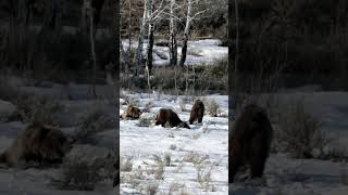 Grizzly Bear 610 amp 3 cubssnowJackson Tetons Yellowstone wildlife shorts wildlifephotoghraphy [upl. by Susannah]