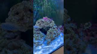 Three little ferries love oceanlife nature seacreatures fish happy saltwateraquarium [upl. by Burdelle673]