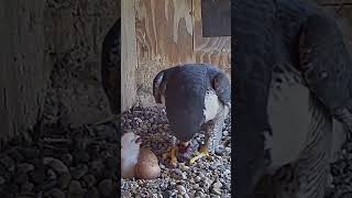 P237 Review birds nest life mom birds brings food to feed her babies in their nest birdslover [upl. by Reklaw167]