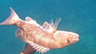 spearfishing cubera snapper barracudas groupers and more [upl. by Dugald519]