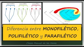 Grupo Monofilético Parafilético y Polifilético Evolución Taxonomía y Sistemática [upl. by El697]