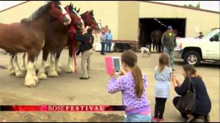 Budweiser Clydesdales 2014 [upl. by Neerak]