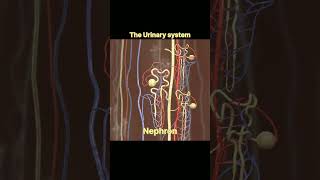 urinary system anatomy anatomy biology 3danimation [upl. by Alyn]